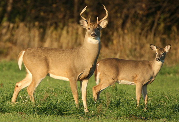 warning-to-drivers-of-deer-mating-season-dale-fowler